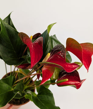 60cm Anthurium Red Dynasty 17cm Pot