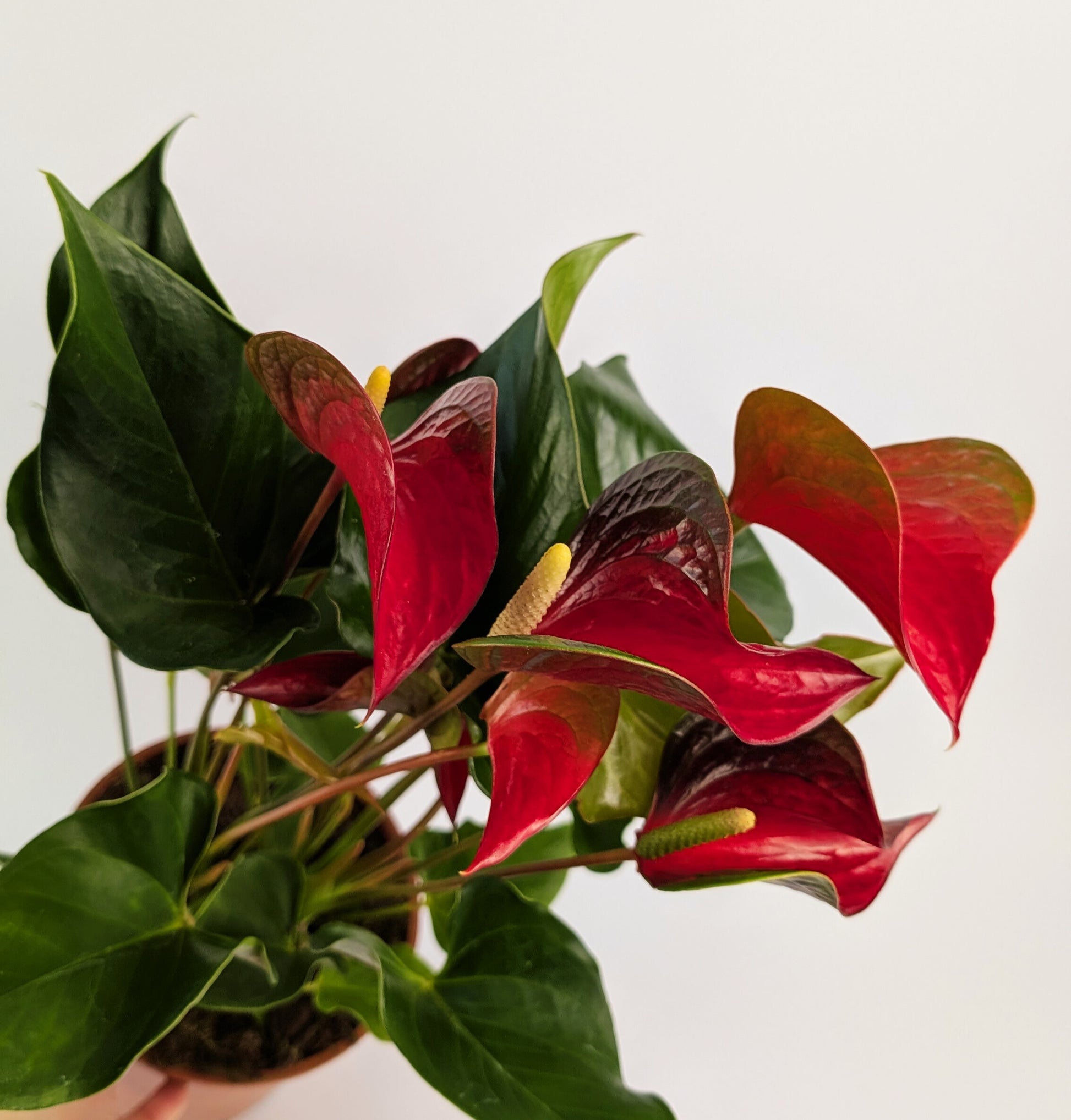 60cm Anthurium Red Dynasty 17cm Pot