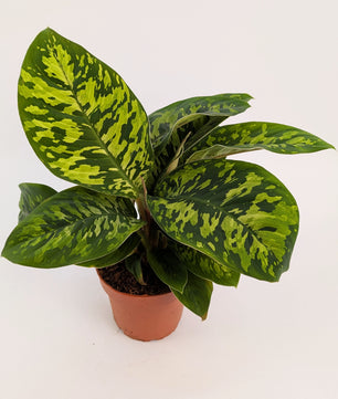 Homalomena Camouflage Shield Plant 12cm Pot House Plant
