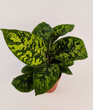 Homalomena Camouflage Shield Plant 12cm Pot House Plant