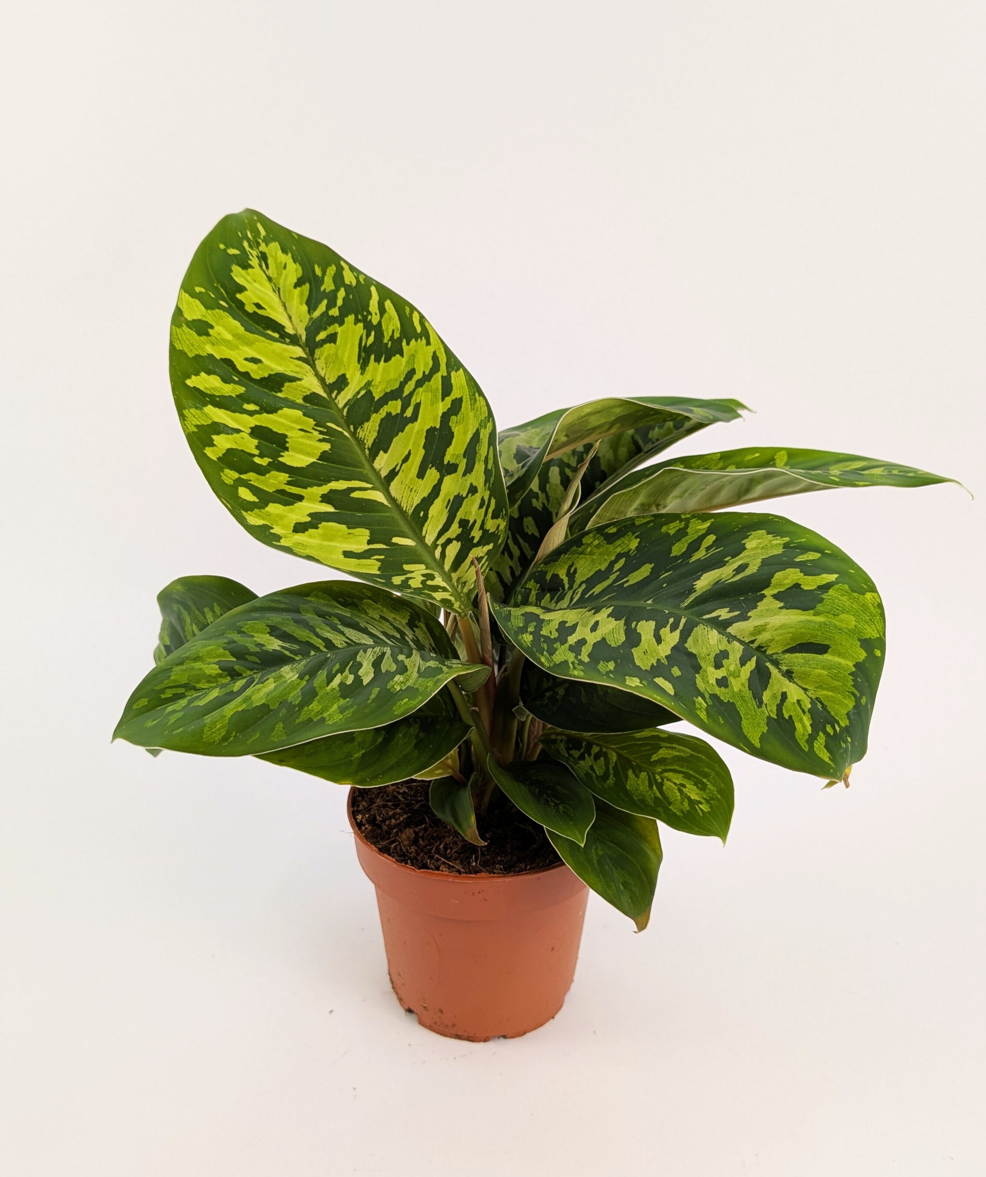 Homalomena Camouflage Shield Plant 12cm Pot House Plant