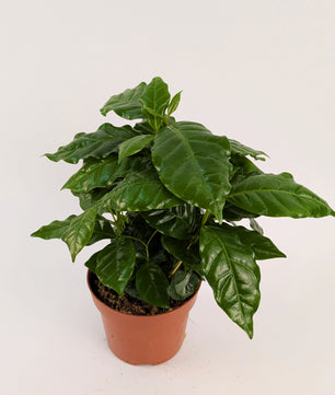 Coffee Arabica 12cm Pot House Plant