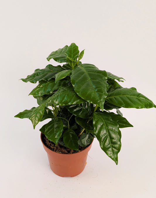 Coffee Arabica 12cm Pot House Plant