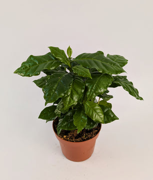 Coffee Arabica 12cm Pot House Plant