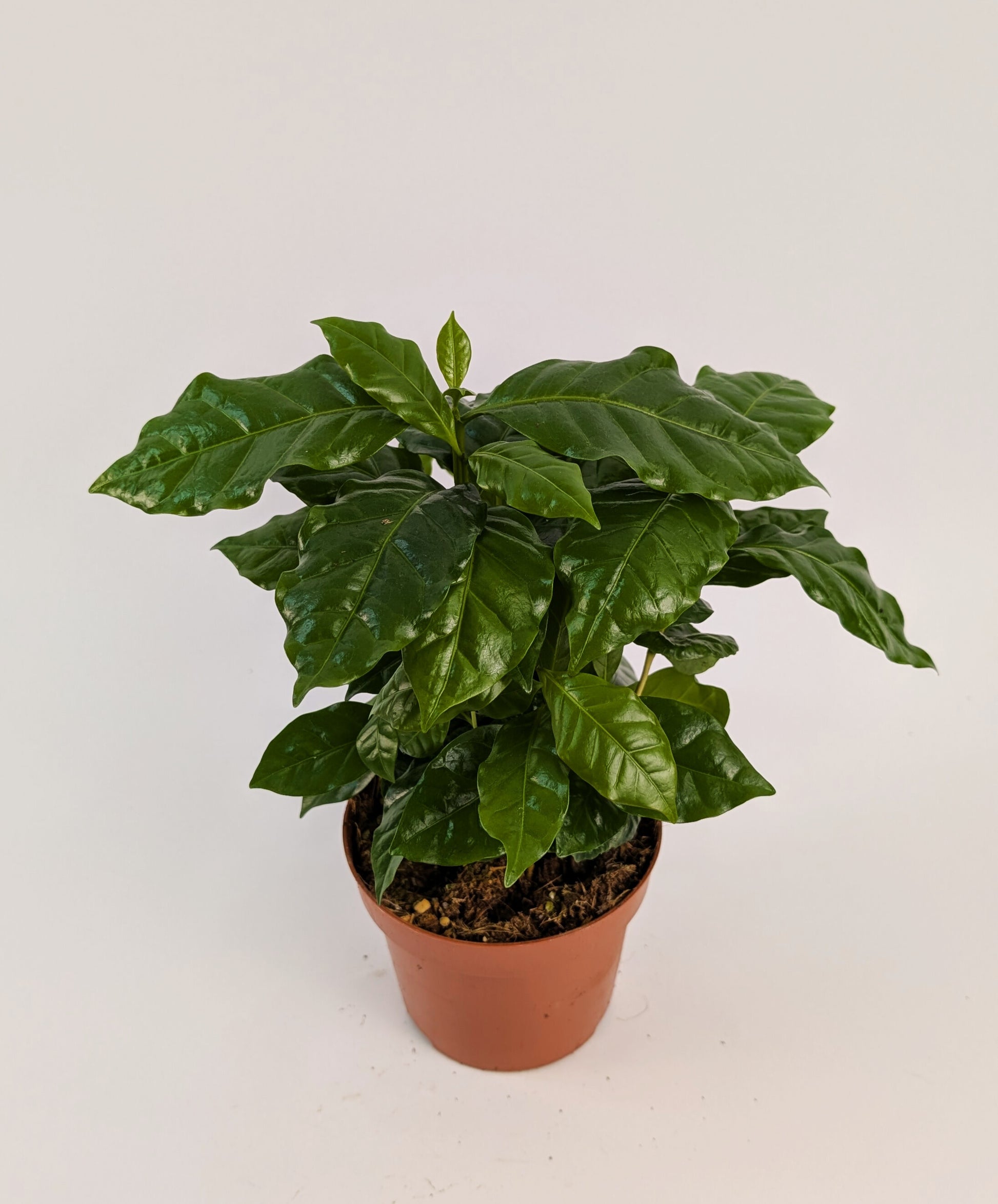 Coffee Arabica 12cm Pot House Plant