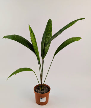 Licuala Grandis Fan Palm 12cm Pot
