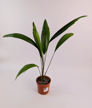 Licuala Grandis Fan Palm 12cm Pot