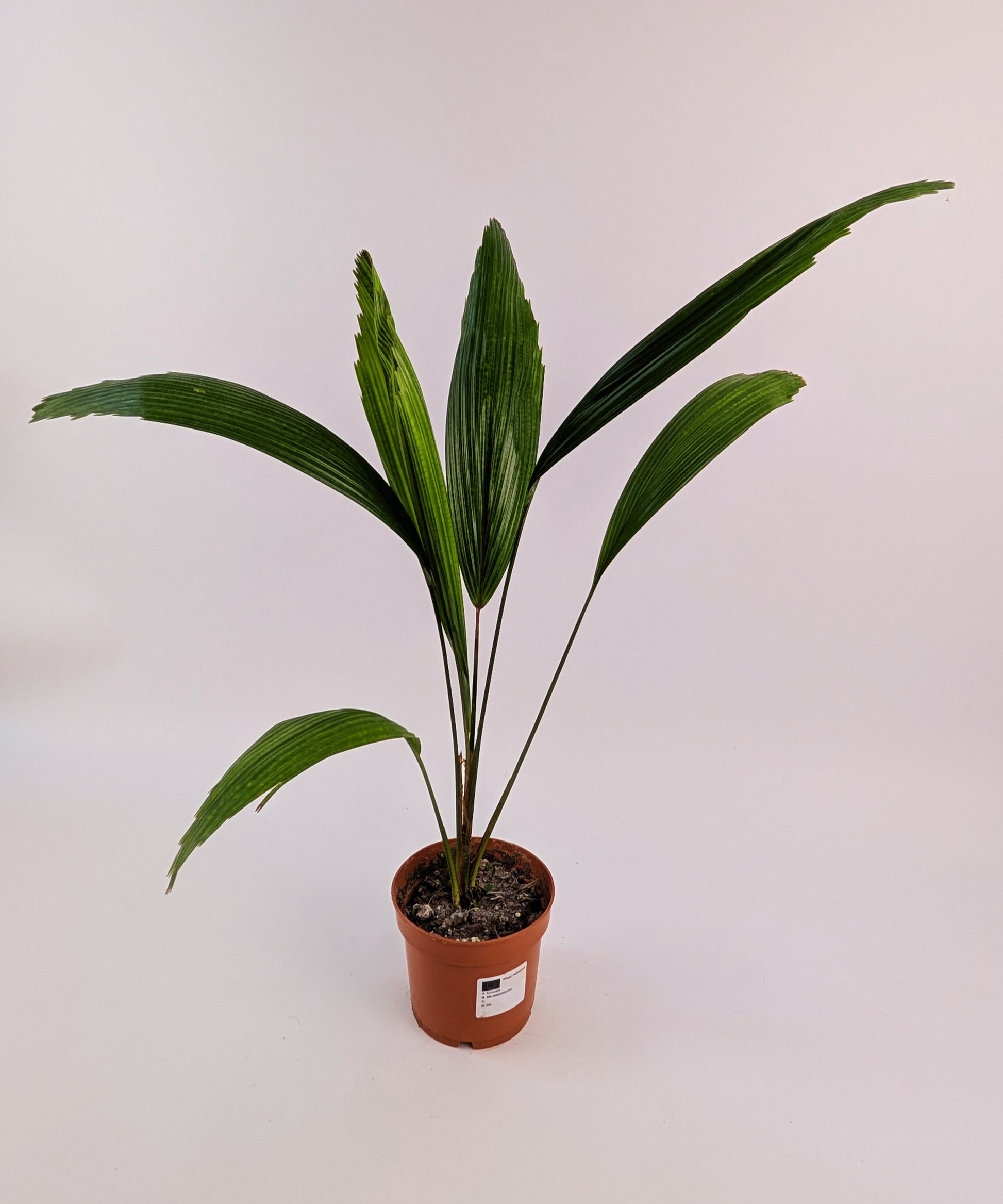 Licuala Grandis Fan Palm 12cm Pot