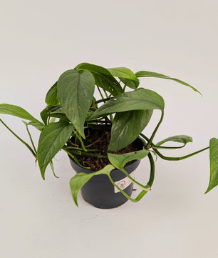 Epipremnum Cebu Blue 12cm Pot Houseplant