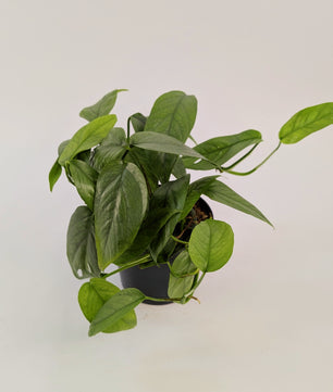 Epipremnum Cebu Blue 12cm Pot Houseplant