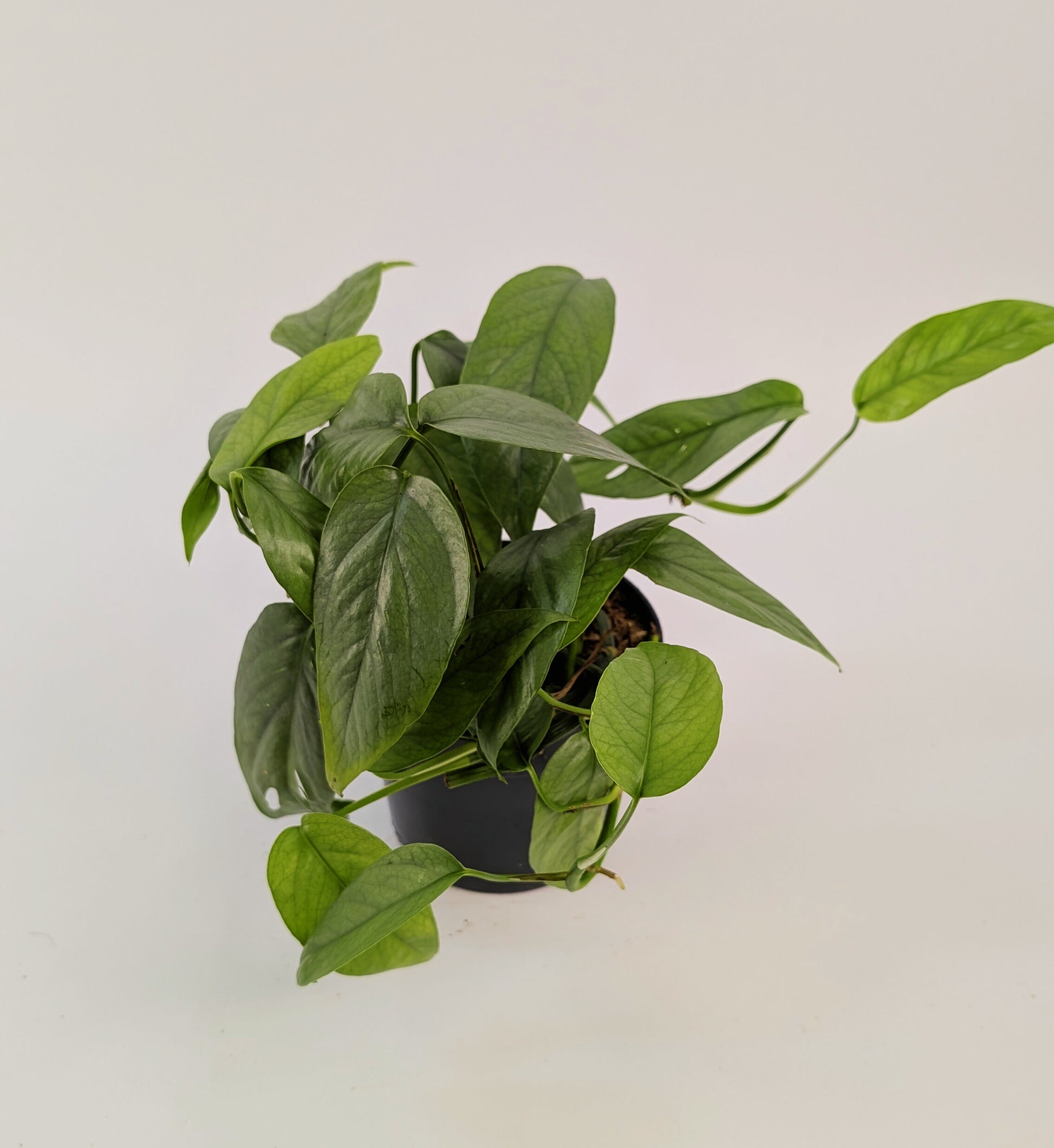 Epipremnum Cebu Blue 12cm Pot Houseplant