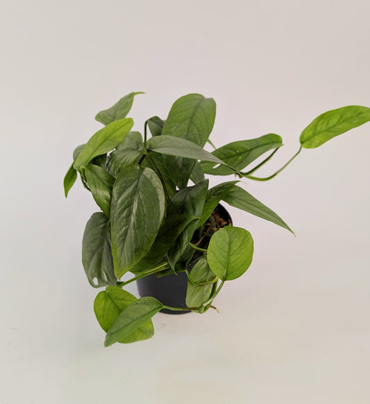 Epipremnum Cebu Blue 12cm Pot Houseplant