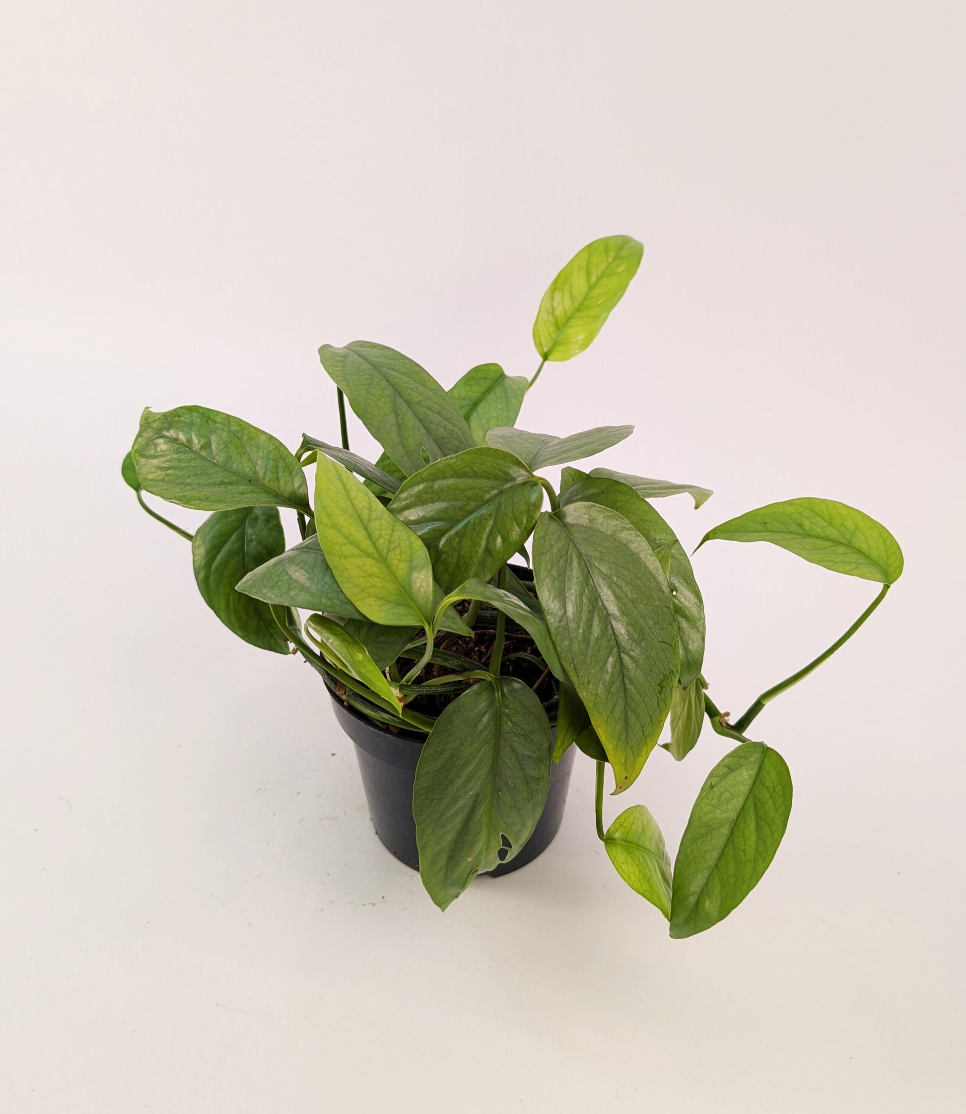 Epipremnum Cebu Blue 12cm Pot Houseplant