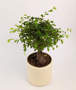 20 - 30cm Chinese Elm Ulmus Parvifolia Indoor Bonsai Tree in pot 12cm Decorative Pot