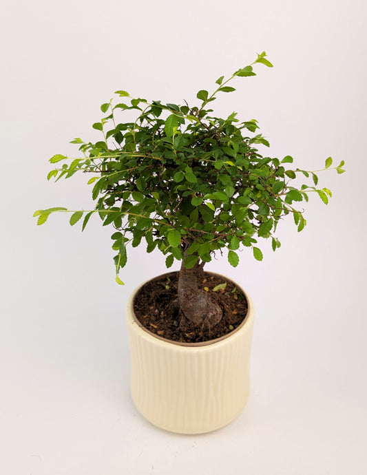 20 - 30cm Chinese Elm Ulmus Parvifolia Indoor Bonsai Tree in pot 12cm Decorative Pot