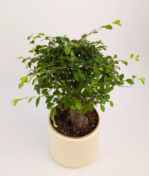 20 - 30cm Chinese Elm Ulmus Parvifolia Indoor Bonsai Tree in pot 12cm Decorative Pot
