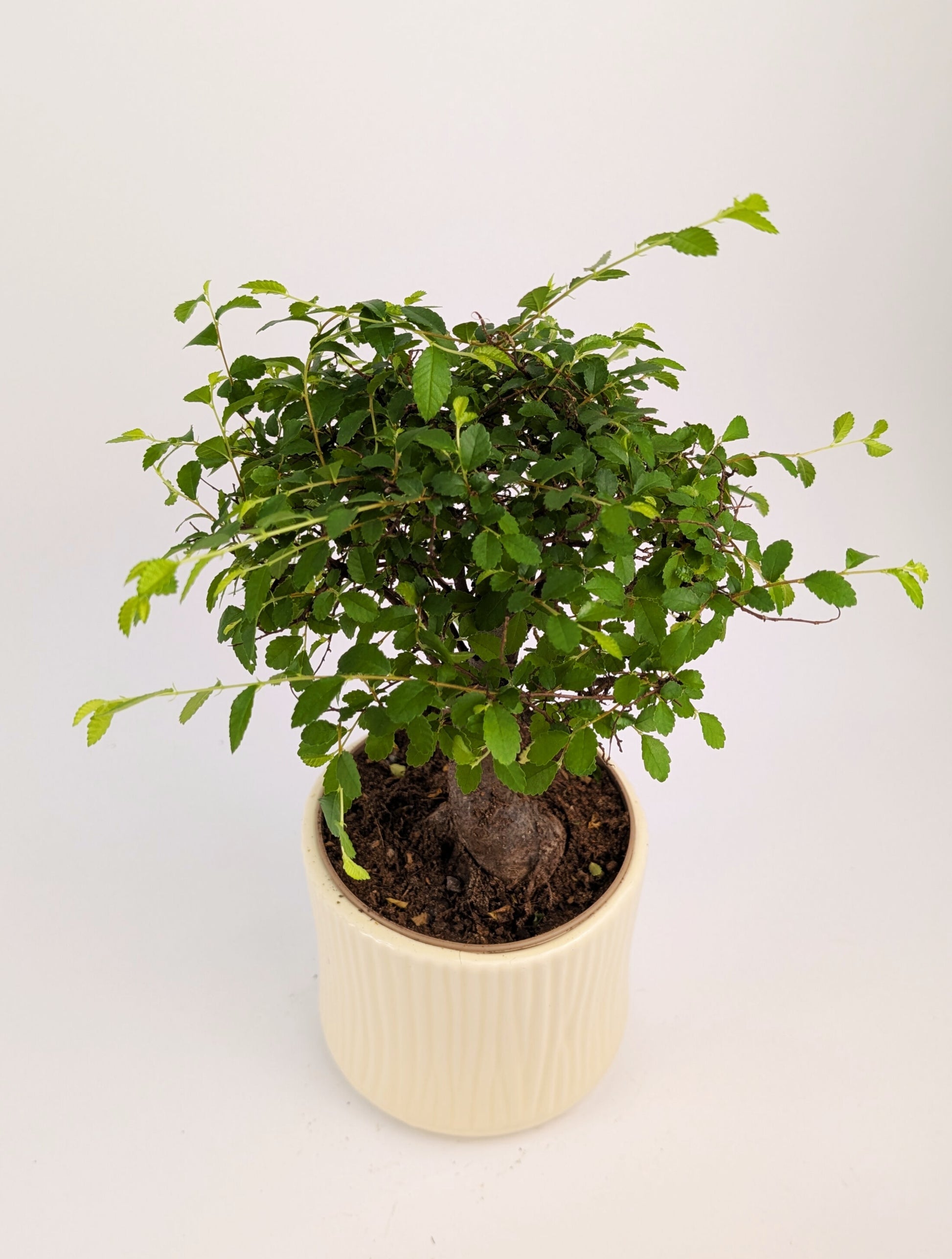 20 - 30cm Chinese Elm Ulmus Parvifolia Indoor Bonsai Tree in pot 12cm Decorative Pot