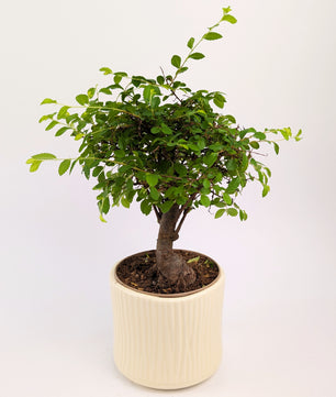 20 - 30cm Chinese Elm Ulmus Parvifolia Indoor Bonsai Tree in pot 12cm Decorative Pot