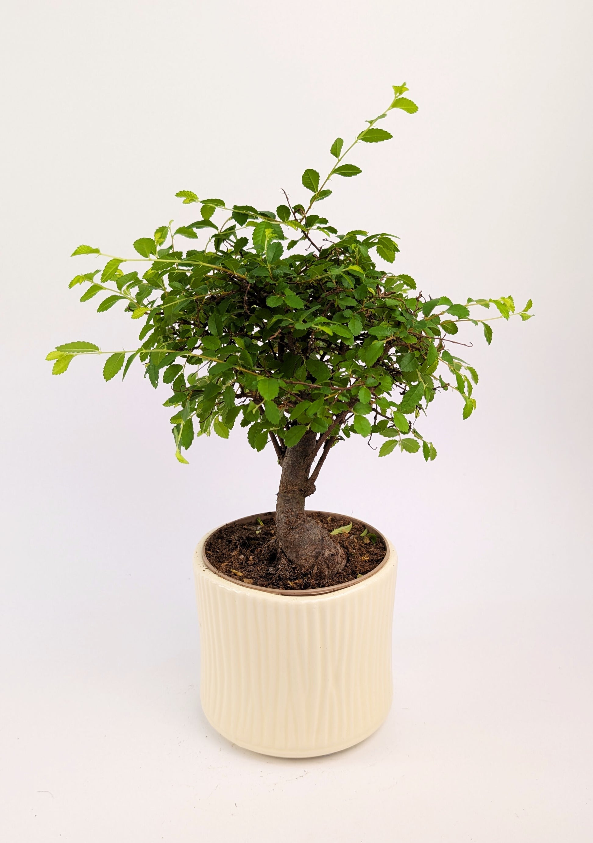 20 - 30cm Chinese Elm Ulmus Parvifolia Indoor Bonsai Tree in pot 12cm Decorative Pot