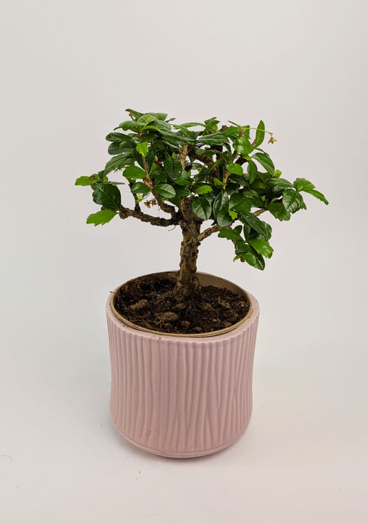 15 - 20cm Carmona Microphylla Indoor Bonsai Tree in 12cm Decorative Ceramic Pot