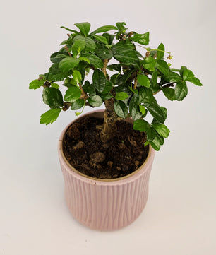 15 - 20cm Carmona Microphylla Indoor Bonsai Tree in 12cm Decorative Ceramic Pot