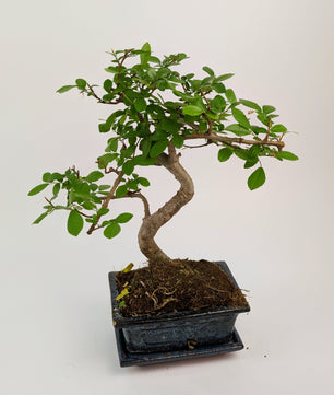 20 - 30cm Chinese Elm S-Type Bonsai Tree in 12cm Ceramic Pot