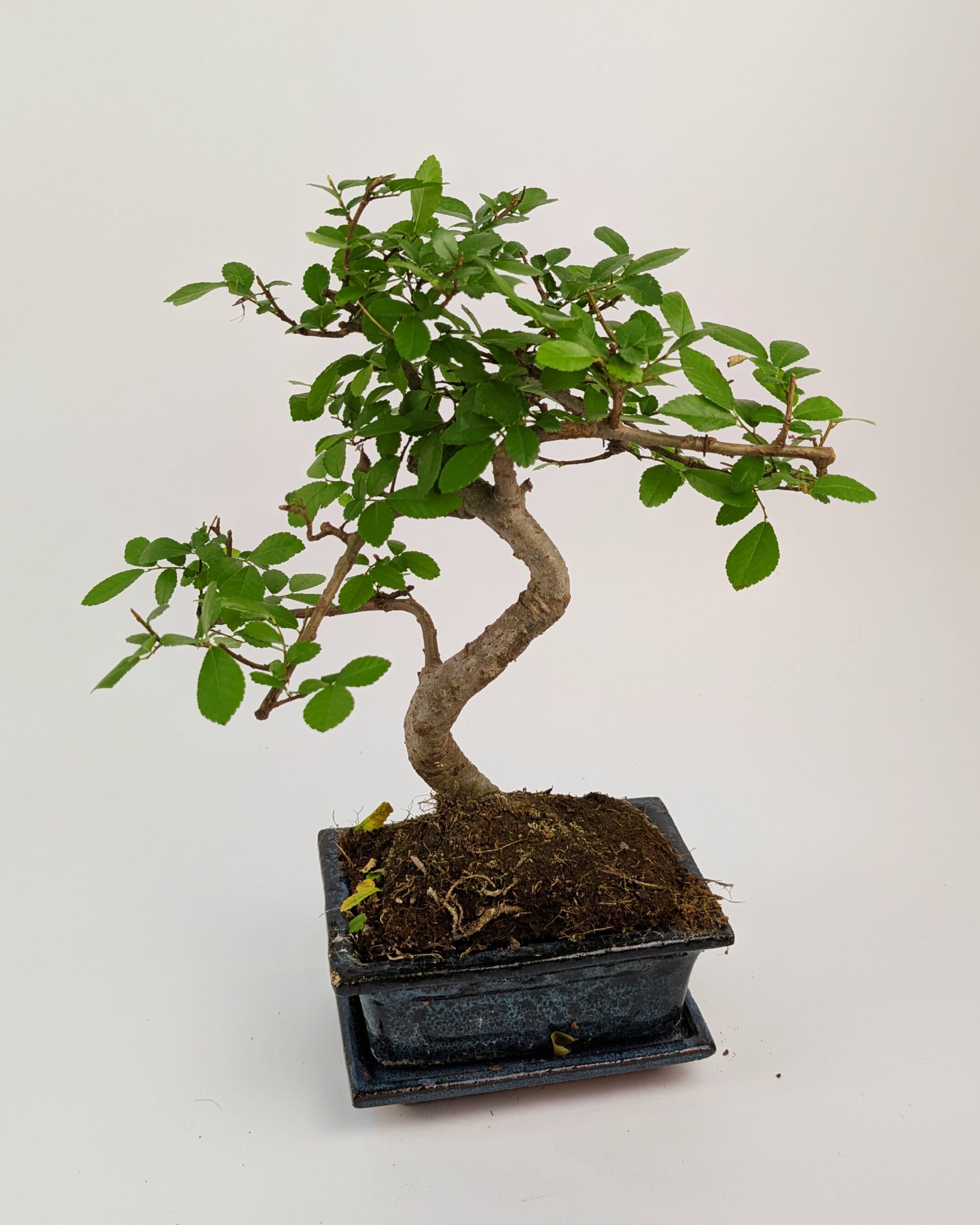 20 - 30cm Chinese Elm S-Type Bonsai Tree in 12cm Ceramic Pot