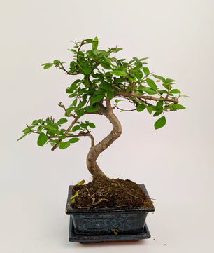 20 - 30cm Chinese Elm S-Type Bonsai Tree in 12cm Ceramic Pot