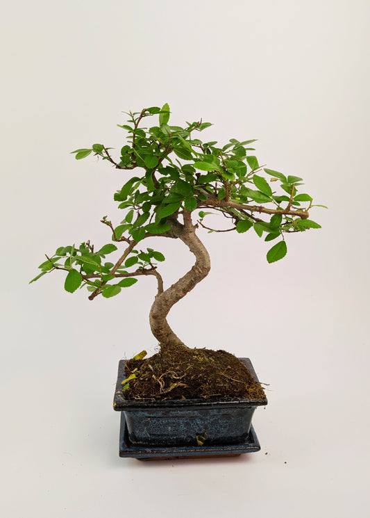 20 - 30cm Chinese Elm S-Type Bonsai Tree in 12cm Ceramic Pot