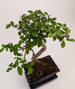 20 - 30cm Chinese Elm S-Type Bonsai Tree in 12cm Ceramic Pot