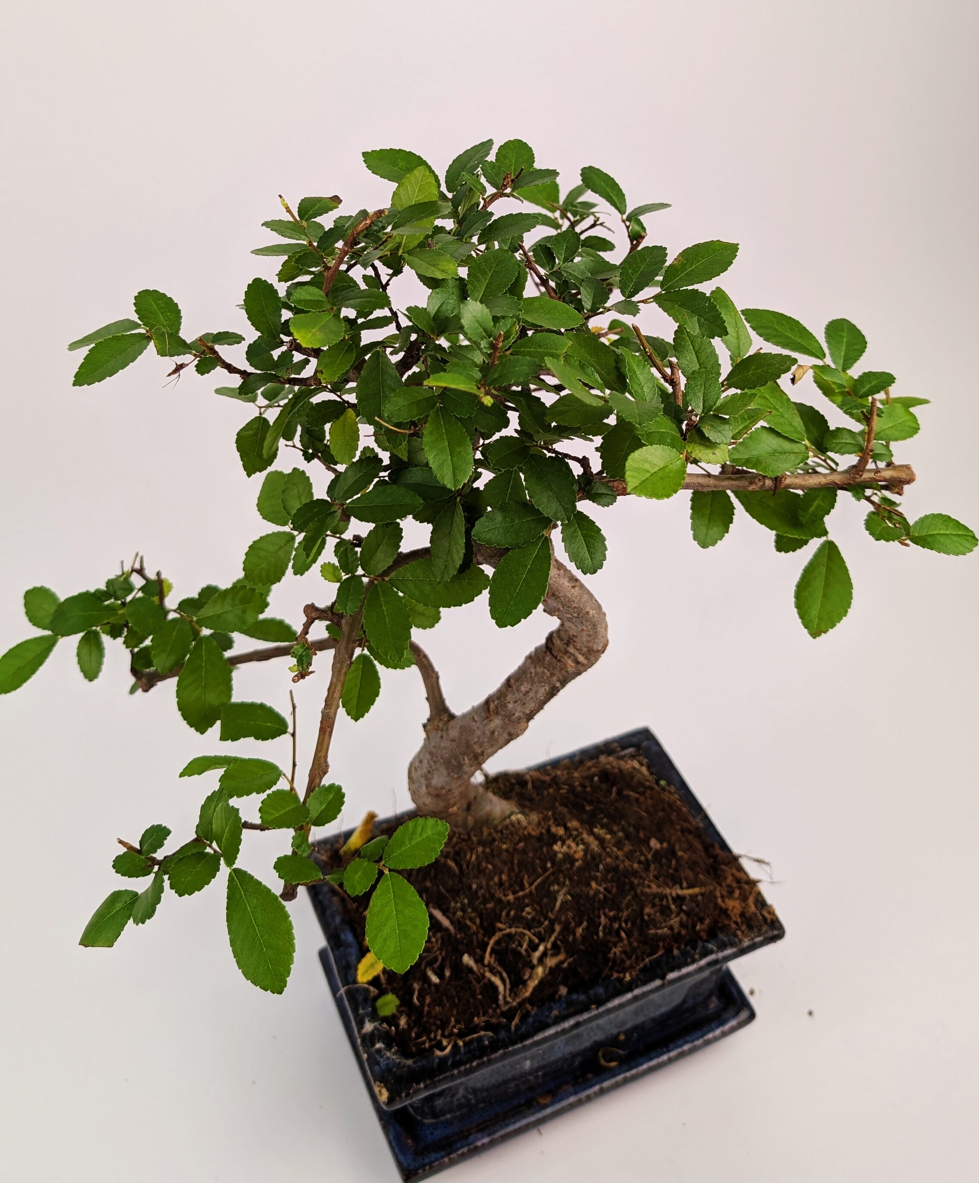 20 - 30cm Chinese Elm S-Type Bonsai Tree in 12cm Ceramic Pot