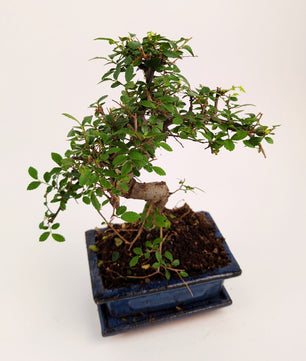 25 - 35cm Chinese Elm Ulmus Parvifolia Indoor Bonsai Tree in pot 12cm Ceramic Pot House Plant