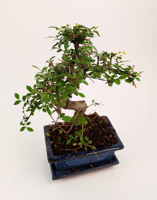 25 - 35cm Chinese Elm Ulmus Parvifolia Indoor Bonsai Tree in pot 12cm Ceramic Pot House Plant