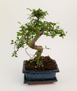 25 - 35cm Chinese Elm Ulmus Parvifolia Indoor Bonsai Tree in pot 12cm Ceramic Pot House Plant