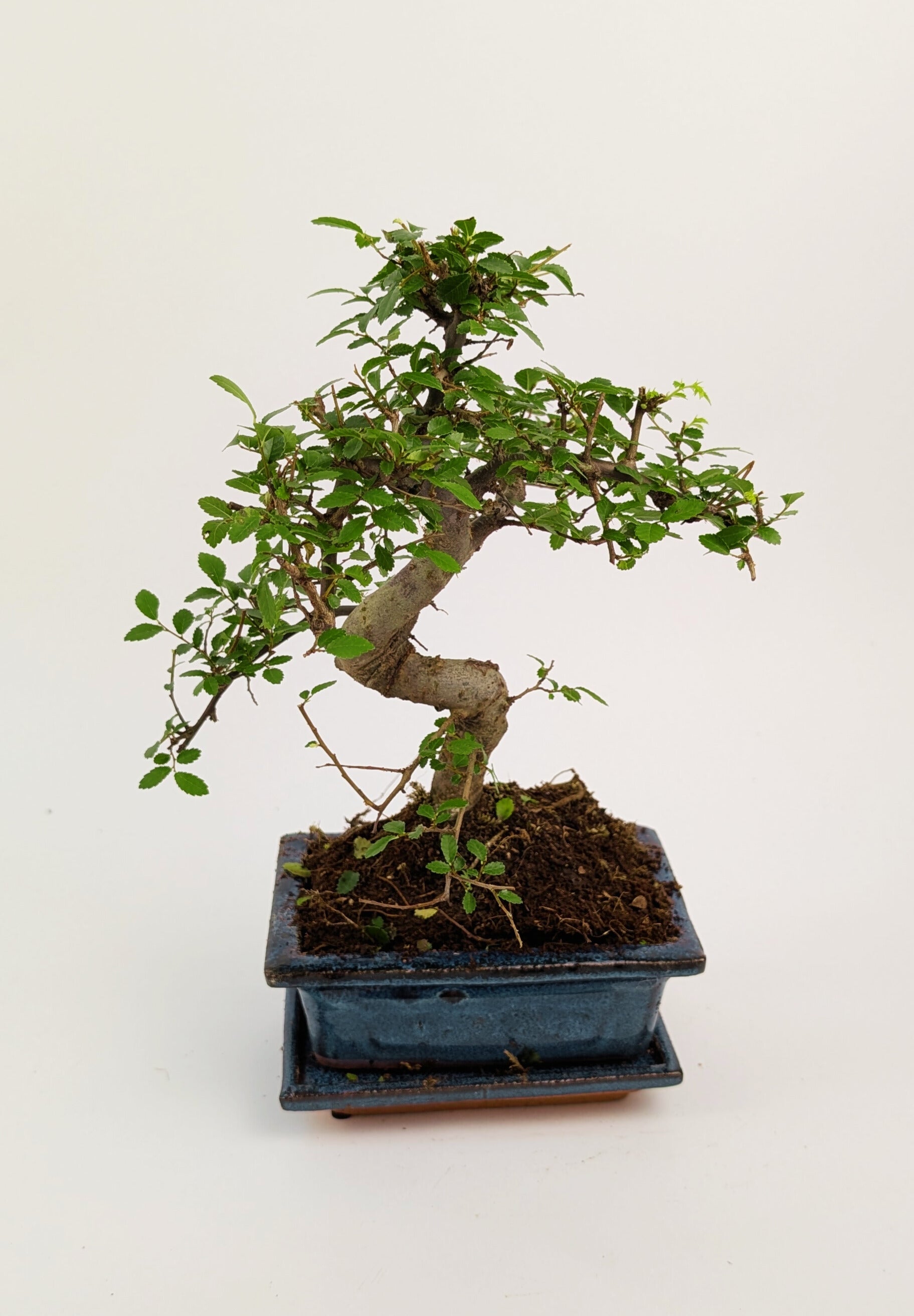 25 - 35cm Chinese Elm Ulmus Parvifolia Indoor Bonsai Tree in pot 12cm Ceramic Pot House Plant