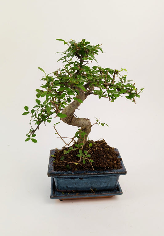 25 - 35cm Chinese Elm Ulmus Parvifolia Indoor Bonsai Tree in pot 12cm Ceramic Pot House Plant