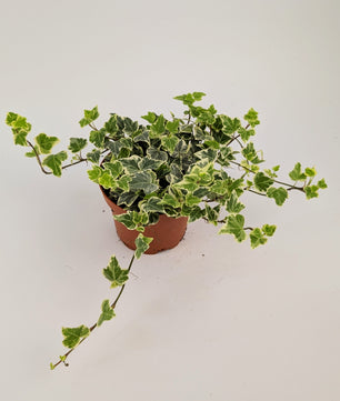 20 - 30cm Hedera Helix Variegated Ivy Houseplant 12cm Pot Houseplant