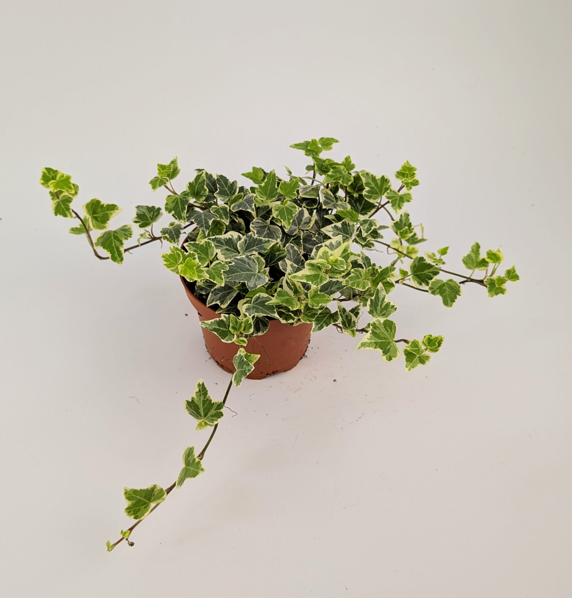 20 - 30cm Hedera Helix Variegated Ivy Houseplant 12cm Pot Houseplant