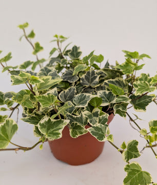 20 - 30cm Hedera Helix Variegated Ivy Houseplant 12cm Pot Houseplant