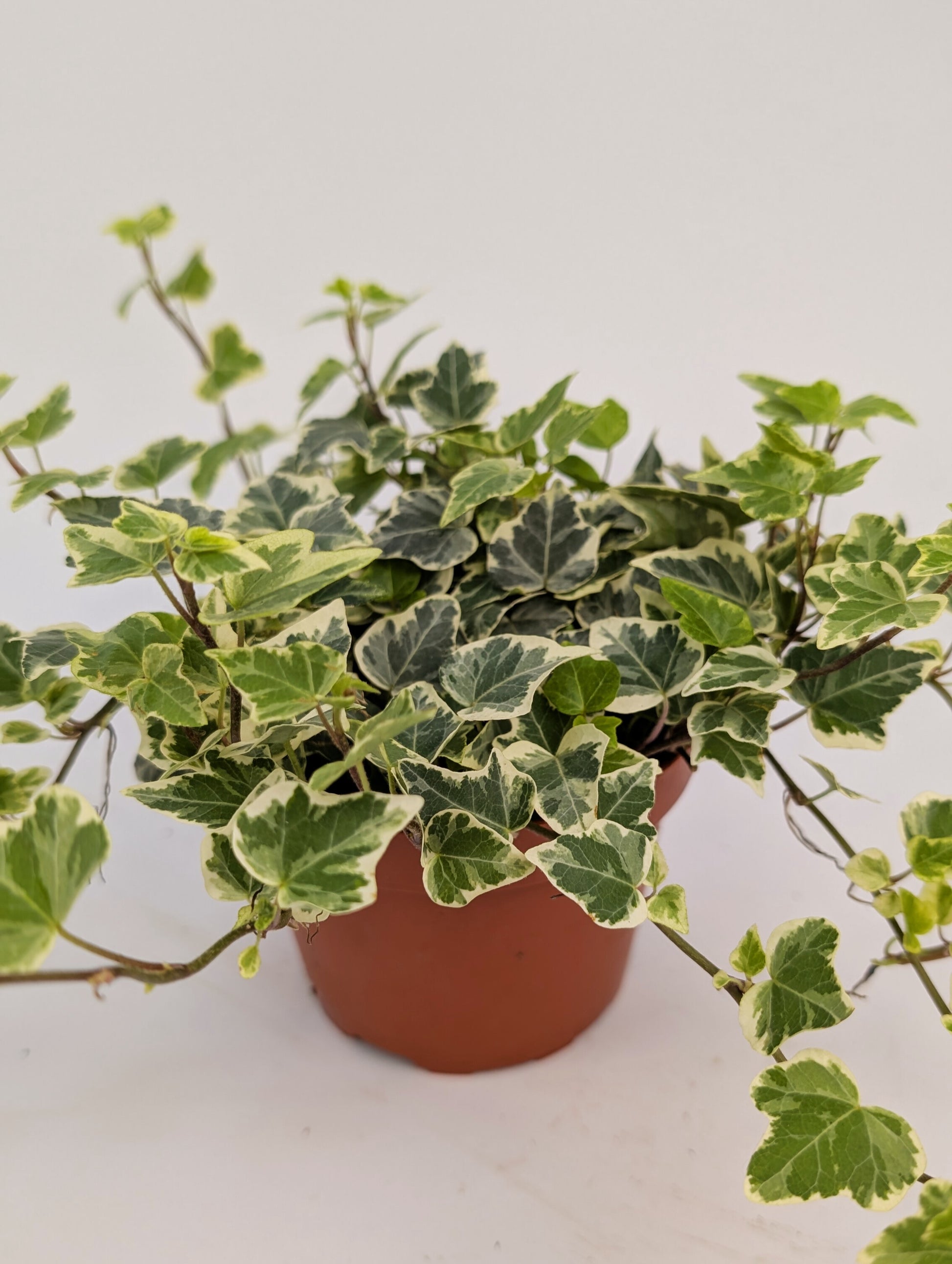 20 - 30cm Hedera Helix Variegated Ivy Houseplant 12cm Pot Houseplant