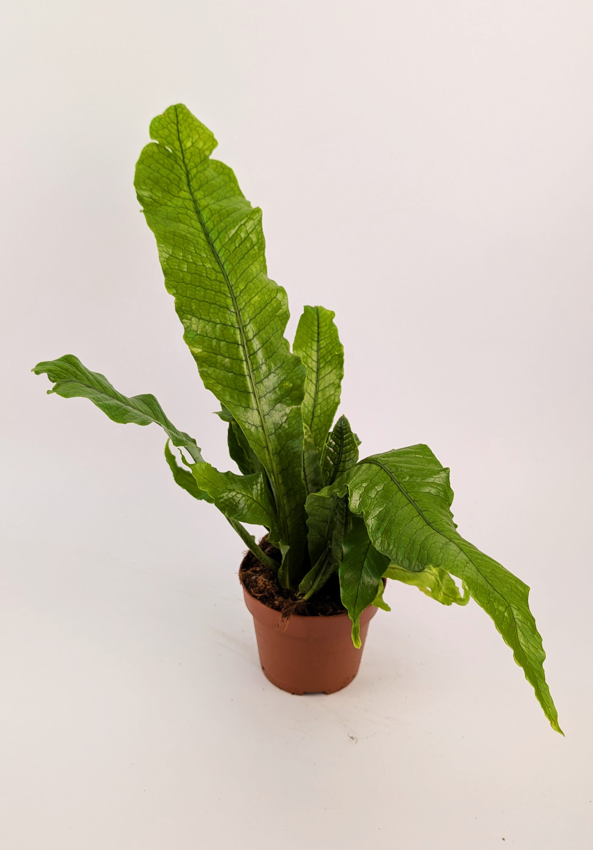 20cm Microsorum Crocodyllus Fern 12cm Pot Houseplant