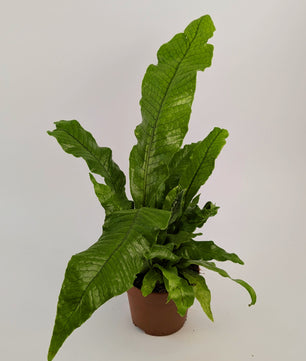 20cm Microsorum Crocodyllus Fern 12cm Pot Houseplant
