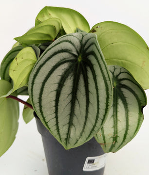 Peperomia Watermelon 12cm Pot Houseplant