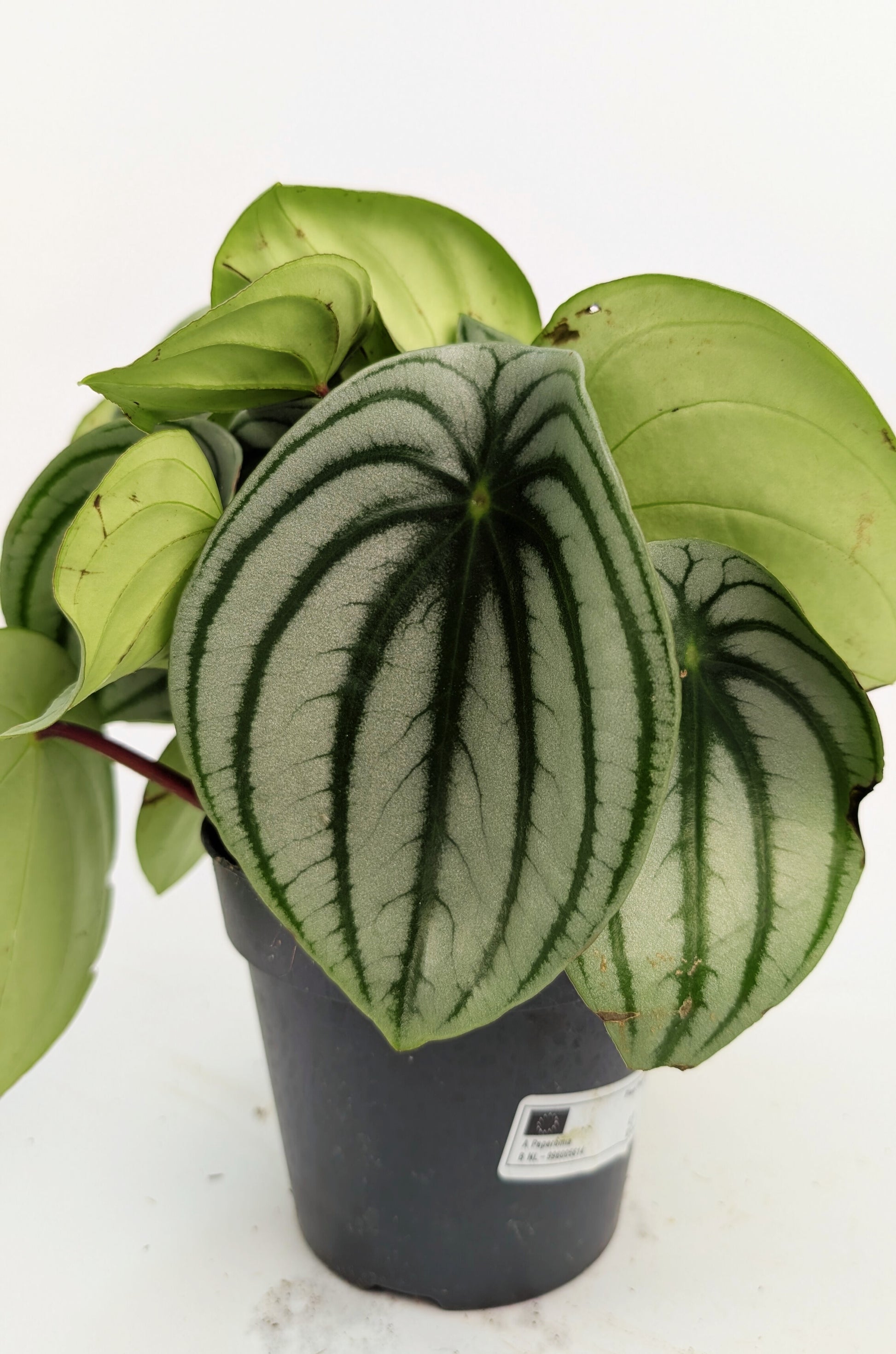 Peperomia Watermelon 12cm Pot Houseplant