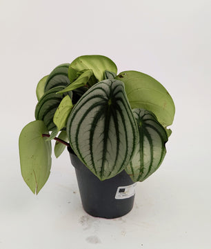 Peperomia Watermelon 12cm Pot Houseplant