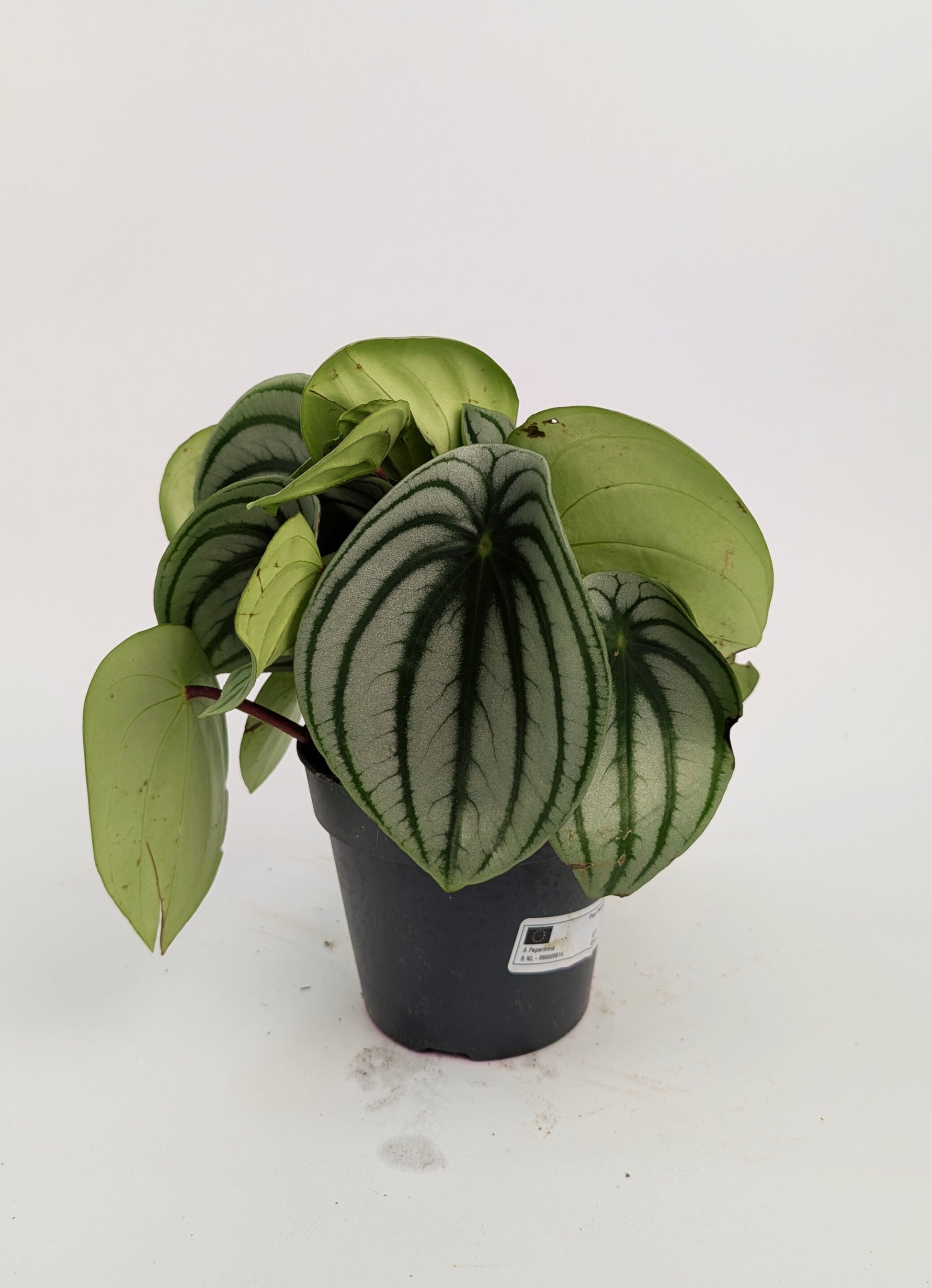Peperomia Watermelon 12cm Pot Houseplant
