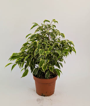 25 - 30cm Ficus Benjamina Variegata 12cm Pot Houseplant