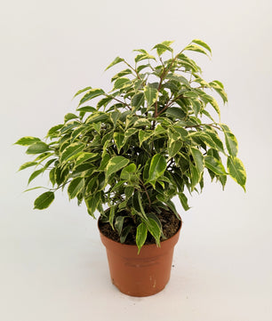 25 - 30cm Ficus Benjamina Variegata 12cm Pot Houseplant