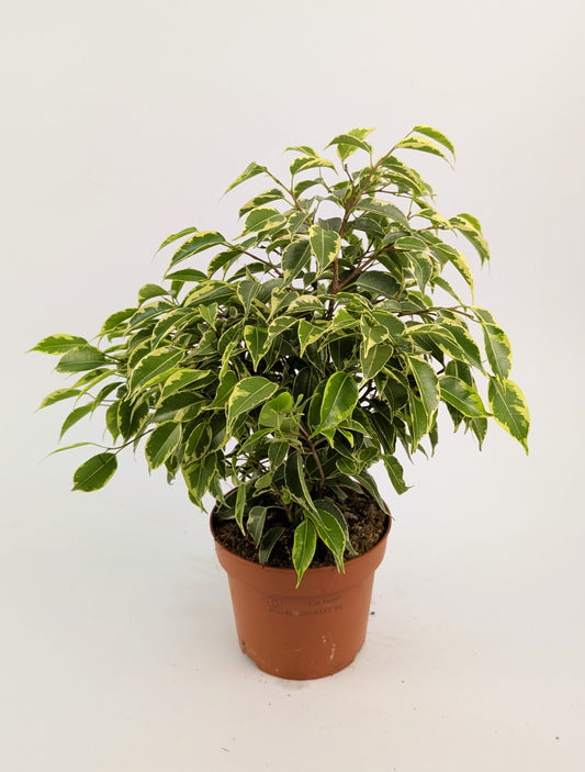 25 - 30cm Ficus Benjamina Variegata 12cm Pot Houseplant