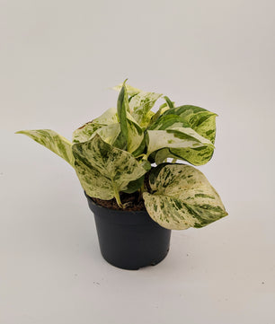 Epipremnum Happy Leaf Pothos 12cm Pot Houseplant